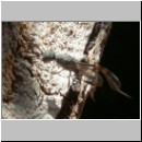 Gasteruption sp - Gichtwespe w02a 6mm.jpg